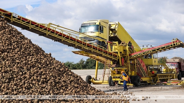 Жабинковский сахарный завод начинает переработку свеклы. Репортаж