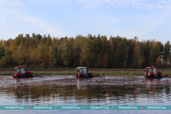 Как в Пинском районе убирают клюкву. Фото и подробности Как в Пинском районе убирают клюкву. Фото и подробности