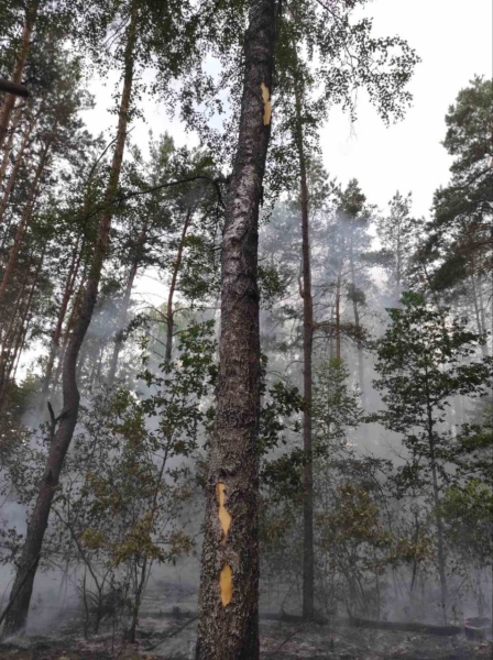 Удар молнии стал причиной лесных пожаров в Брестской области Удар молнии стал причиной лесных пожаров в Брестской области