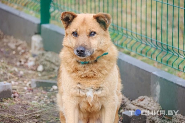 Девушка с инвалидностью спасает парализованных животных и делает им коляски