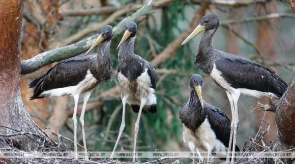 Более 50 мест обитания черного аиста выявлено в Брестской области