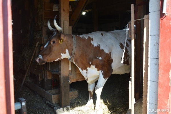 «Перестал есть мясо, потому что пью молоко». Как белорус завёл корову, которая родом из Шотландии