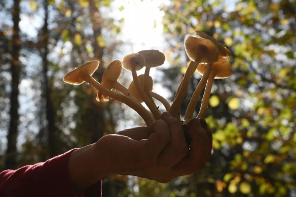 Самые грибные места Беларуси: где искать боровики и лисички