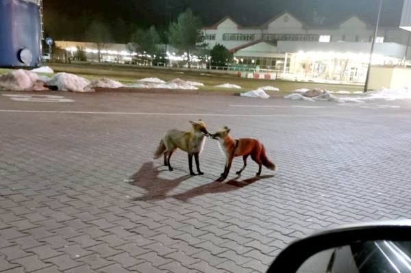 На польской границе водитель Audi пытался вклиниться в очередь и усадил человека на капот
