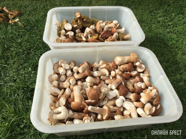 Так нужно ли платить налог с продажи грибов и ягод? Так нужно ли платить налог с продажи грибов и ягод?