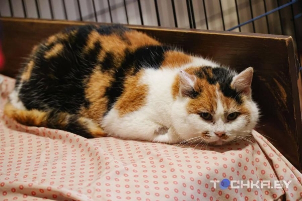 Девушка с инвалидностью спасает парализованных животных и делает им коляски