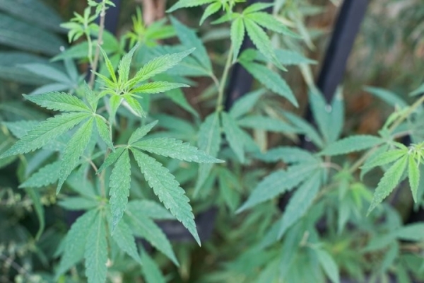 Житель Пружанского района приговорен к 3 годам и 3 месяцам лишения свободы за выращивание конопли, из которой он получил марихуану Житель Пружанского района приговорен к 3 годам и 3 месяцам лишения свободы за выращивание конопли, из которой он получил марихуану