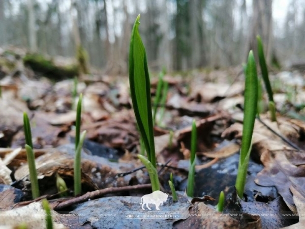 Первоцветам заморозки не страшны: в Беловежской пуще в марте температура опускалась до -12°С