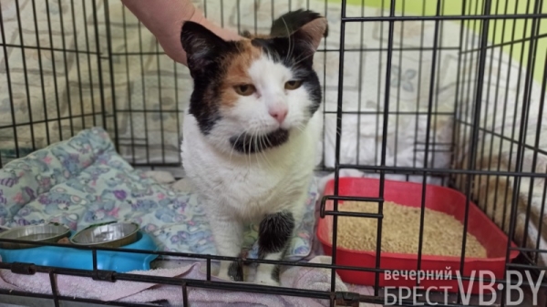 Надежду можно спасти! Как помочь госпиталю для бездомных животных в Бресте