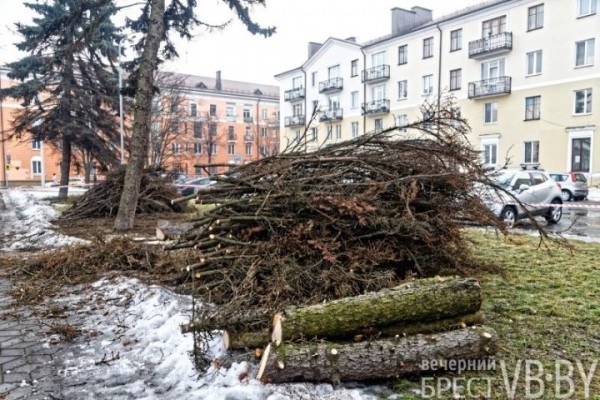 Обсуждаем древесное… СПА. Брестские коммунальщики делают «прически» Обсуждаем древесное… СПА. Брестские коммунальщики делают «прически»