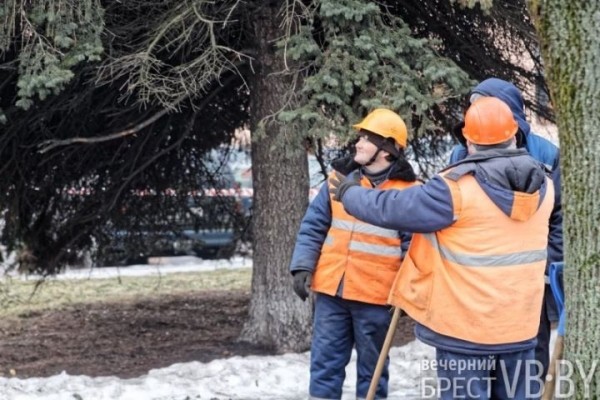 Обсуждаем древесное… СПА. Брестские коммунальщики делают «прически» Обсуждаем древесное… СПА. Брестские коммунальщики делают «прически»