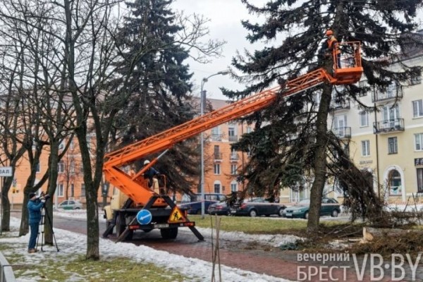 Обсуждаем древесное… СПА. Брестские коммунальщики делают «прически» Обсуждаем древесное… СПА. Брестские коммунальщики делают «прически»