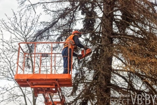 Обсуждаем древесное… СПА. Брестские коммунальщики делают «прически» Обсуждаем древесное… СПА. Брестские коммунальщики делают «прически»