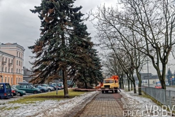 Обсуждаем древесное… СПА. Брестские коммунальщики делают «прически» Обсуждаем древесное… СПА. Брестские коммунальщики делают «прически»