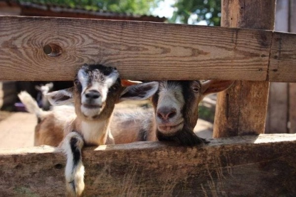 Живой уголок в парке Бреста временно закрыт