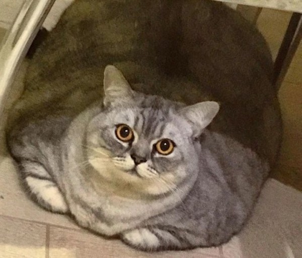 Это самая толстая кошка в мире? Возможно. Но теперь она на диете