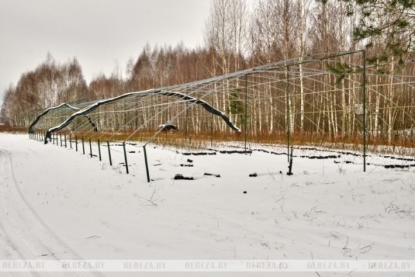 Что выращивает и какие инновационные технологии применяет фермер из Брестской области Что выращивает и какие инновационные технологии применяет фермер из Брестской области