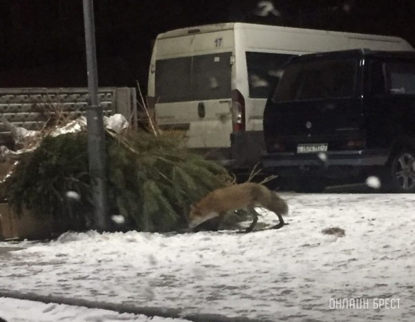 
                Читатель: В Бресте приводят в порядок или устраняют опасные деревья
            