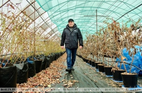 Что выращивает и какие инновационные технологии применяет фермер из Брестской области Что выращивает и какие инновационные технологии применяет фермер из Брестской области