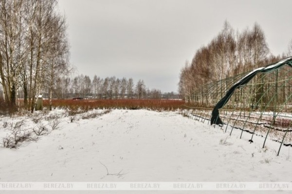 Что выращивает и какие инновационные технологии применяет фермер из Брестской области Что выращивает и какие инновационные технологии применяет фермер из Брестской области