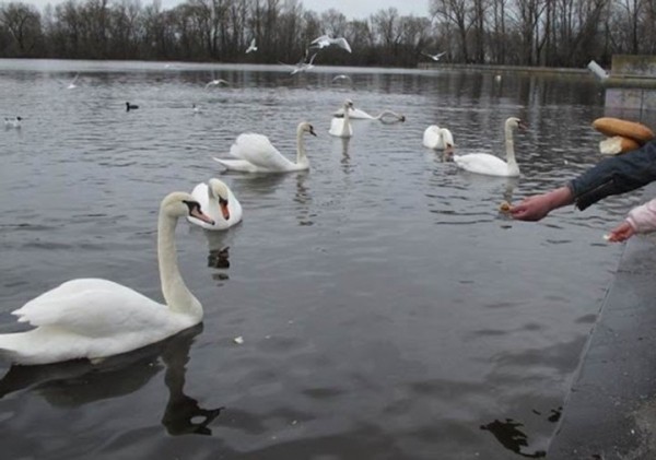 Доброта брестчан убивает тысячи пернатых: почему нельзя кормить птиц хлебом?