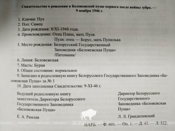 Первый зубр после истребления родился в белорусской части Беловежской пущи 75 лет назад