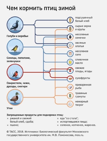 Доброта брестчан убивает тысячи пернатых: почему нельзя кормить птиц хлебом?