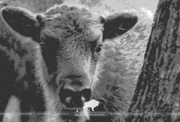 Первый зубр после истребления родился в белорусской части Беловежской пущи 75 лет назад