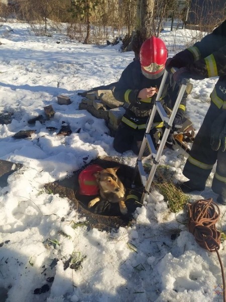 Работники МЧС пришли на помощь упавшей в колодец собаке
