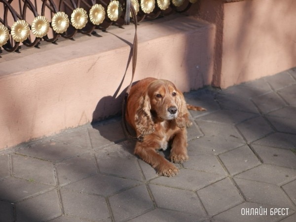 Коммунальные службы напоминают о штрафах за незарегистрированных домашних животных Коммунальные службы напоминают о штрафах за незарегистрированных домашних животных