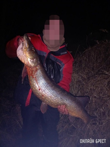 Улов жителя Бреста
Улов жителя Бреста