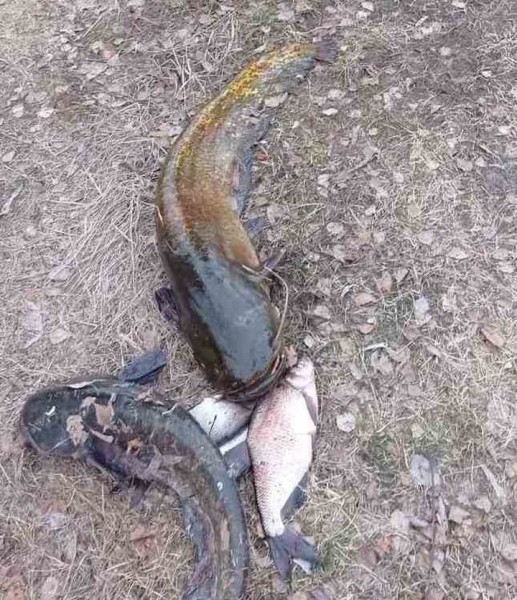 В Пинском районе поймали браконьера, который добывал сомов