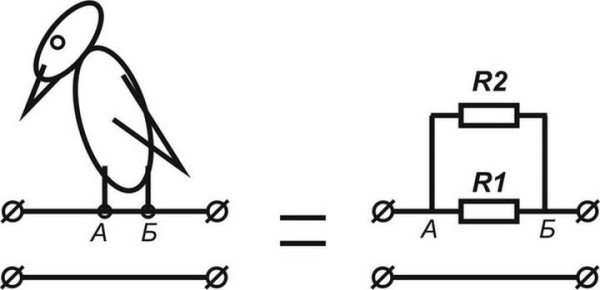 Почему птиц на проводах не бьет током: разбираемся в сути феномена Почему птиц на проводах не бьет током: разбираемся в сути феномена