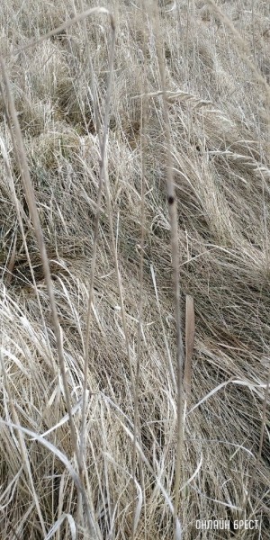 
                Рыбак из Бреста: Несмотря на морозы, Щебрин весь в клещах
            