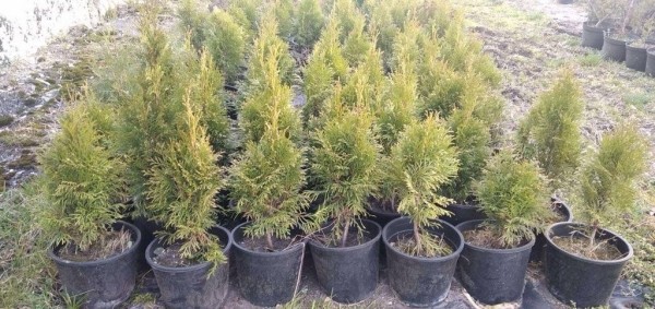 В Бресте высадят сто тысяч цветов