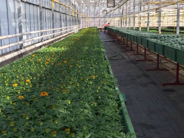 В Бресте высадят сто тысяч цветов