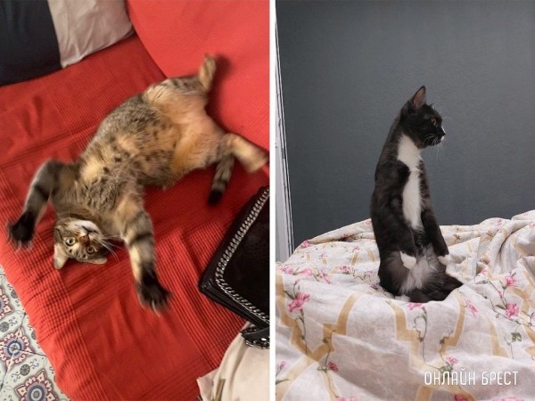 
                Читатели делятся фотографиями своих любимцев
            