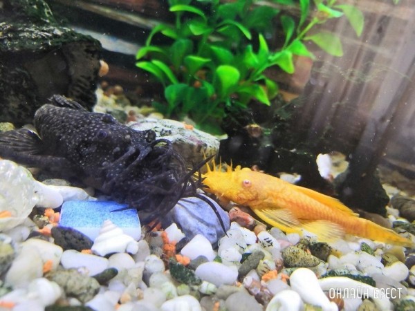 
                Читатели делятся фотографиями своих любимцев
            