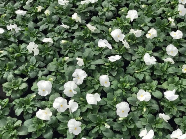 В Бресте высадят сто тысяч цветов