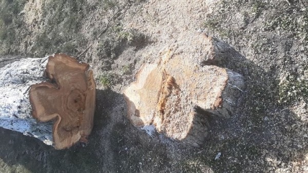 Зачем в Пинске спилили больше 30 тополей? Ответ коммунальщиков