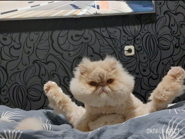 
                Читатели делятся фотографиями своих любимцев
            