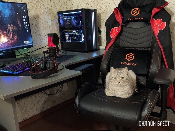 
                Читатели делятся фотографиями своих любимцев
            