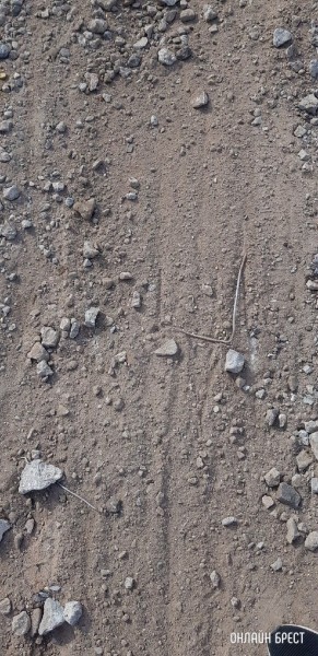 
                Читатель: Брест, улица Чичерина
            