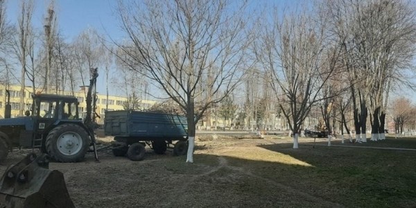 Зачем в Пинске спилили больше 30 тополей? Ответ коммунальщиков