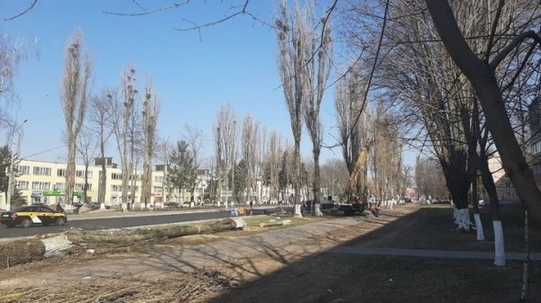 Зачем в Пинске спилили больше 30 тополей? Ответ коммунальщиков