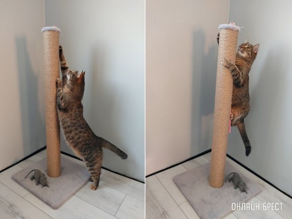 
                Читатели делятся фотографиями своих любимцев
            