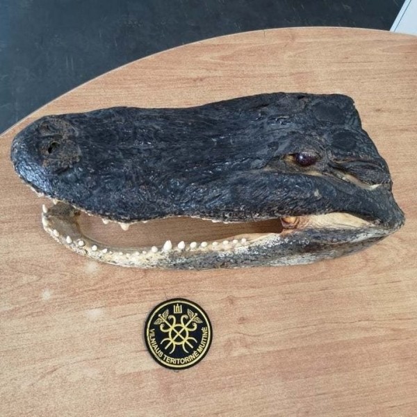 Из Литвы в Беларусь пытались зачем-то вывезти голову аллигатора. Таможенники в замешательстве: так можно было? Из Литвы в Беларусь пытались зачем-то вывезти голову аллигатора. Таможенники в замешательстве: так можно было?