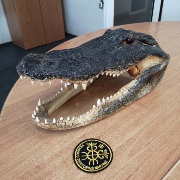 Из Литвы в Беларусь пытались зачем-то вывезти голову аллигатора. Таможенники в замешательстве: так можно было? Из Литвы в Беларусь пытались зачем-то вывезти голову аллигатора. Таможенники в замешательстве: так можно было?