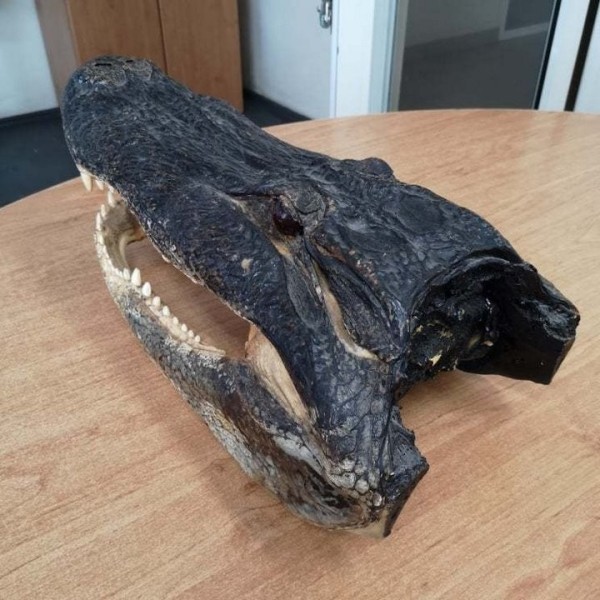 Из Литвы в Беларусь пытались зачем-то вывезти голову аллигатора. Таможенники в замешательстве: так можно было? Из Литвы в Беларусь пытались зачем-то вывезти голову аллигатора. Таможенники в замешательстве: так можно было?