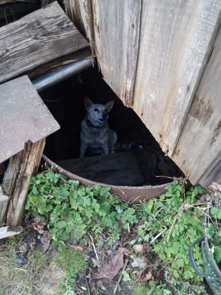 В Брестской области спасатели достали собаку из канализационной ямы